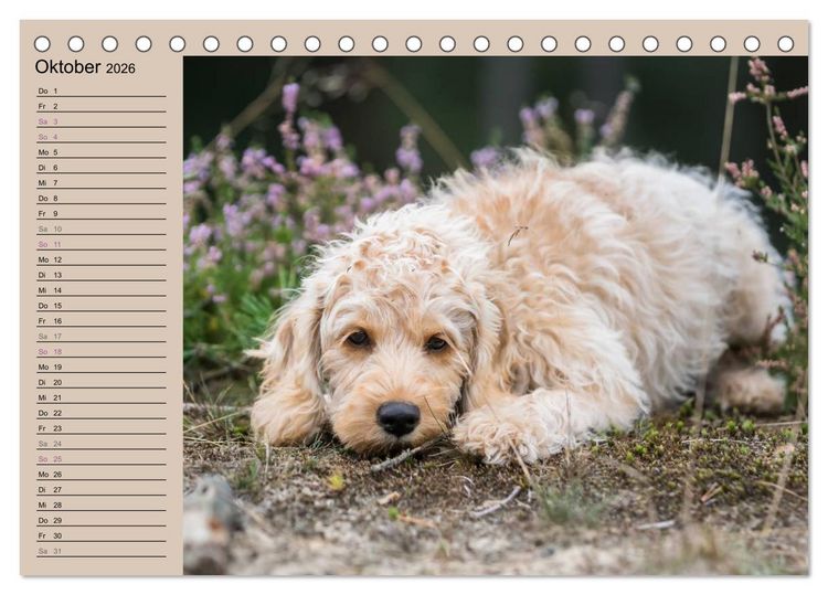Produktbild: Ein Labradoodle-Welpe in der Heide (Tischkalender 2026 DIN A5 quer), CALVENDO Monatskalender