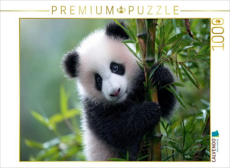 CALVENDO Puzzle Bambus und Panda - zwei, die zusammen gehren | 1000 Teile  Lege-Gre 64x48cm Foto-Puzzle fr glckliche Stunden" online kaufen