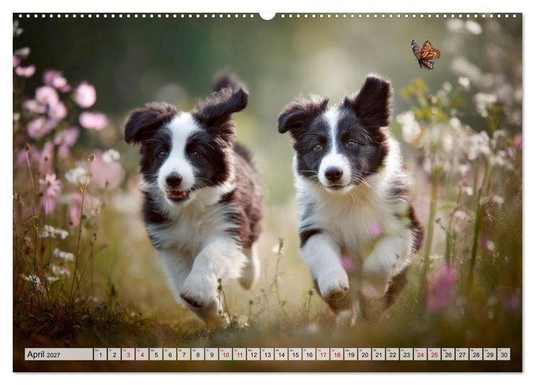 Produktbild: Border Collie - Magische Augenblicke (hochwertiger Premium Wandkalender 2027 DIN A2 quer), Kunstdruck in Hochglanz