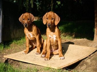 Produktbild: CALVENDO Puzzle Rhodesian Ridgeback H&uuml;ndinnen | 2000 Teile Lege-Gr&ouml;&szlig;e 90x67cm Foto-Puzzle f&uuml;r gl&uuml;ckliche Stunden