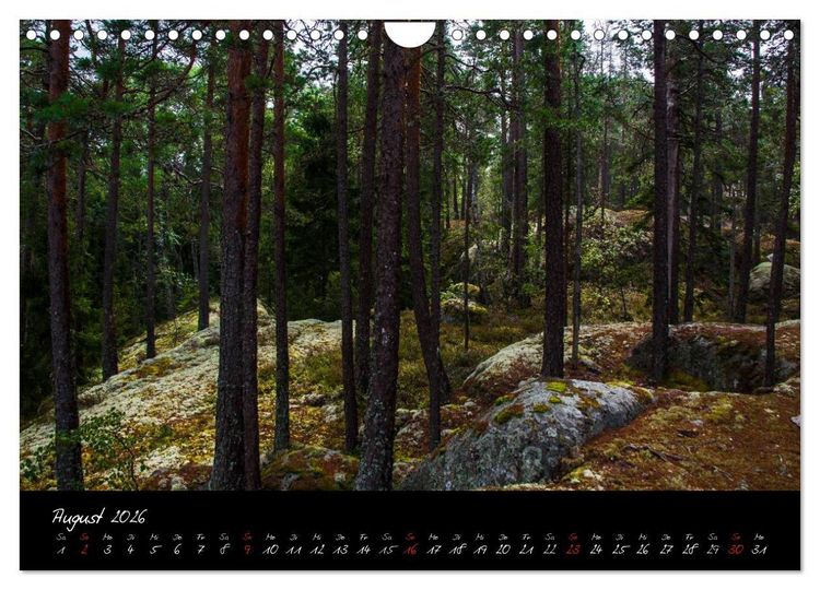 Produktbild: Wald (Wandkalender 2026 DIN A4 quer), CALVENDO Monatskalender