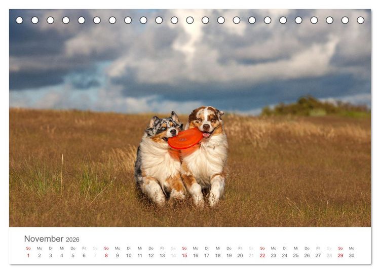 Produktbild: Australian Shepherd 2026 (Tischkalender 2026 DIN A5 quer), CALVENDO Monatskalender