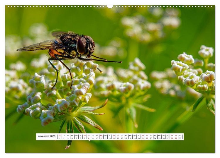 Produktbild: La vie de nos prairies - Les dipt&egrave;res (Calendrier mural 2026 DIN A2 vertical) calendrier de bureau