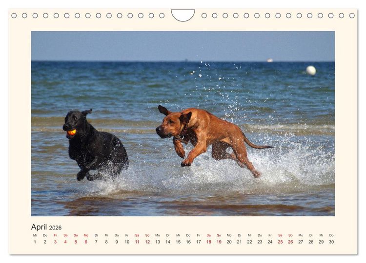 Produktbild: Rhodesian Ridgeback Power aus S&uuml;dafrika (Wandkalender 2026 DIN A4 quer), CALVENDO Monatskalender