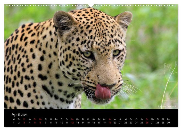 Produktbild: Raubkatzen (hochwertiger Premium Wandkalender 2026 DIN A2 quer), Kunstdruck in Hochglanz