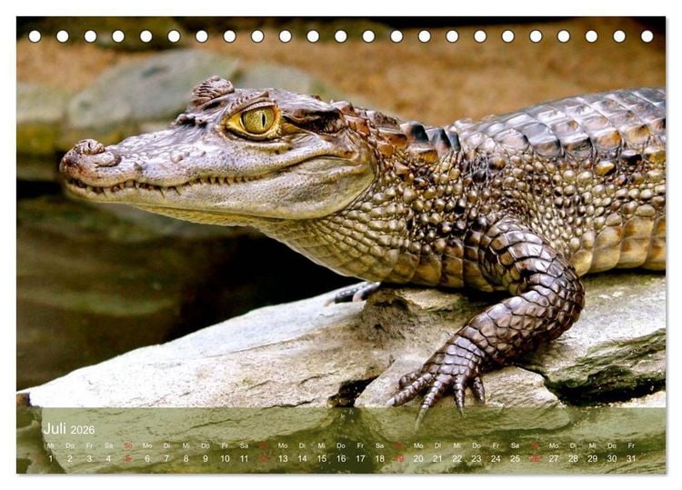 Produktbild: Alligatoren und Co. (Tischkalender 2026 DIN A5 quer), CALVENDO Monatskalender