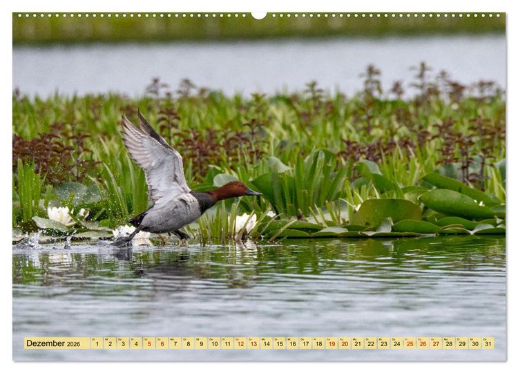 Produktbild: Donaudelta - Europas gro&szlig;es Vogelparadies (Wandkalender 2026 DIN A2 quer), CALVENDO Monatskalender