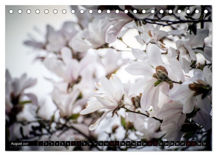 Produktbild: Fr&uuml;hlingsbl&uuml;her - Farbenpracht nach dem Winter (Tischkalender 2027 DIN A5 quer), CALVENDO Monatskalender