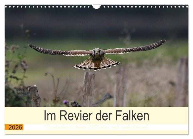 Produktbild: Im Revier der Falken (Wandkalender 2026 DIN A3 quer), CALVENDO Monatskalender
