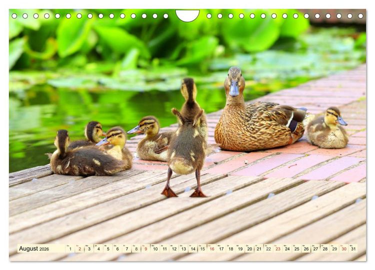 Produktbild: Enten. Beliebt, h&uuml;bsch und imposant (Wandkalender 2026 DIN A4 quer), CALVENDO Monatskalender