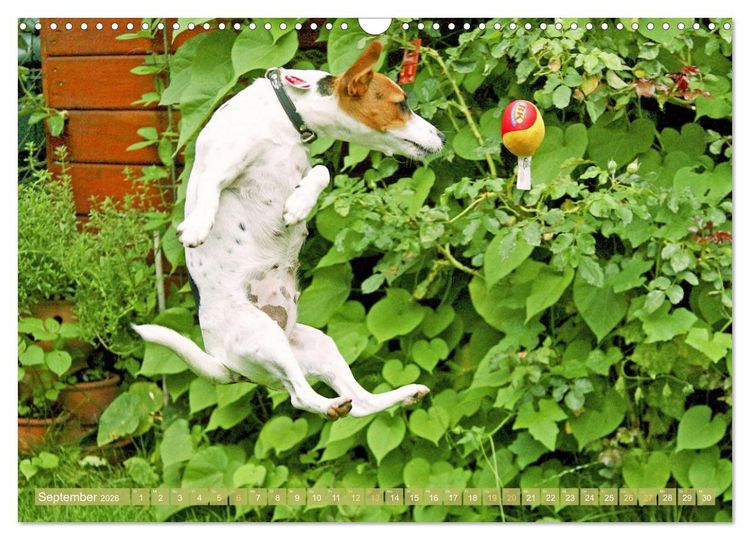 Produktbild: Jack Russell Terrier: flink und verspielt (Wandkalender 2026 DIN A3 quer), CALVENDO Monatskalender