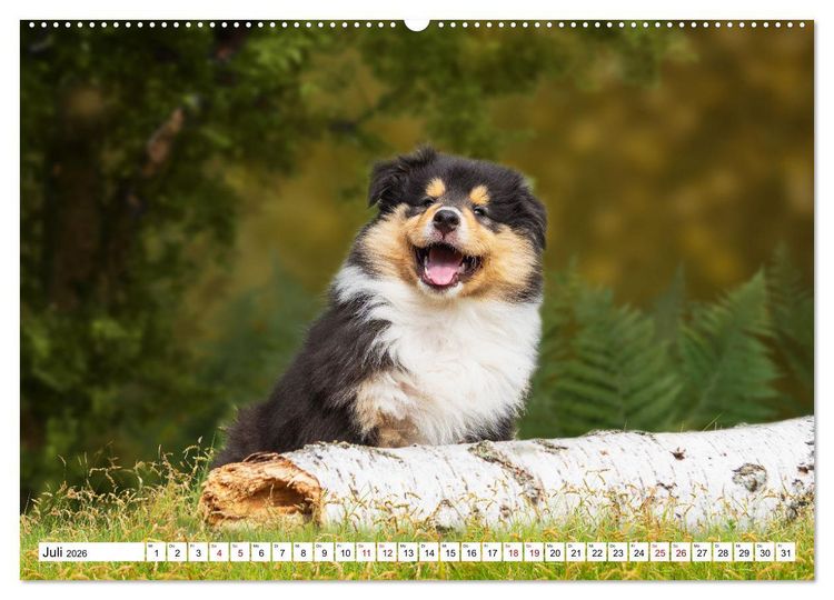 Produktbild: Collies - Eine Liebe f&uuml;r immer und ewig (hochwertiger Premium Wandkalender 2026 DIN A2 quer), Kunstdruck in Hochglanz