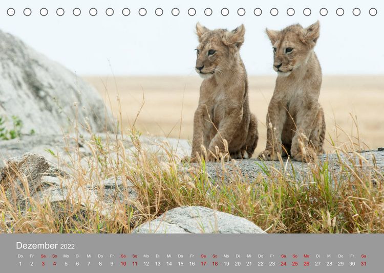Produktbild: Die Magie der K&ouml;nige der Tiere (Tischkalender 2022 DIN A5 quer)