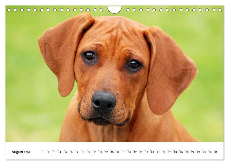 Produktbild: Rhodesian Ridgeback Welpen (Wandkalender 2026 DIN A4 quer), CALVENDO Monatskalender