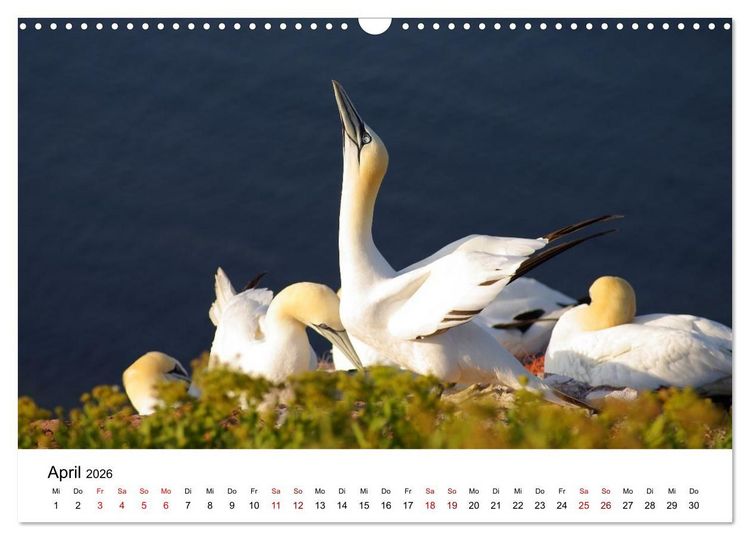 Produktbild: HELGOLAND: Nordseeinsel, sch&ouml;ner Ferienort (Wandkalender 2026 DIN A3 quer), CALVENDO Monatskalender