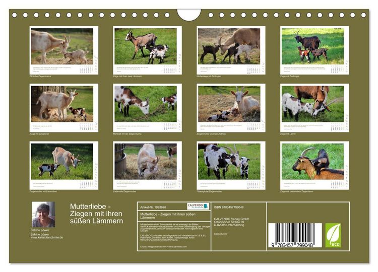 Produktbild: Mutterliebe - Ziegen mit ihren s&uuml;&szlig;en L&auml;mmern (Wandkalender 2026 DIN A4 quer), CALVENDO Monatskalender