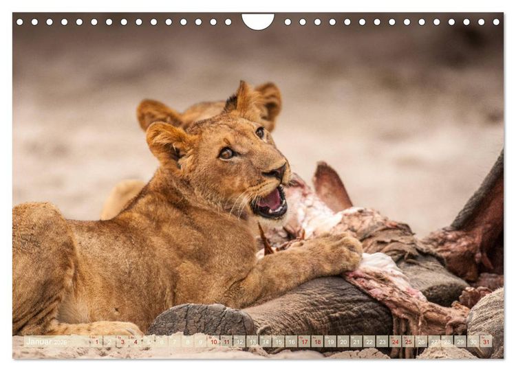 Produktbild: Chobe River - Eine spannende Flussfahrt in Botswana (Wandkalender 2026 DIN A4 quer), CALVENDO Monatskalender