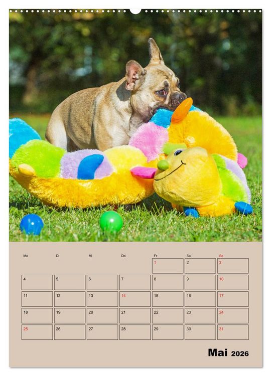 Produktbild: Jahresplaner Franz&ouml;sische Bulldogge (Wandkalender 2026 DIN A2 hoch), CALVENDO Monatskalender