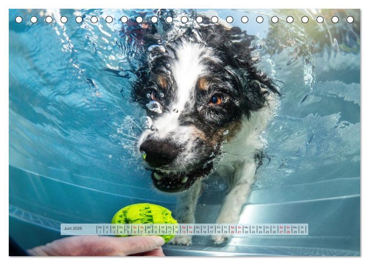 Produktbild: H&uuml;tehunde - H&uuml;ter der Herzen (Tischkalender 2026 DIN A5 quer), CALVENDO Monatskalender