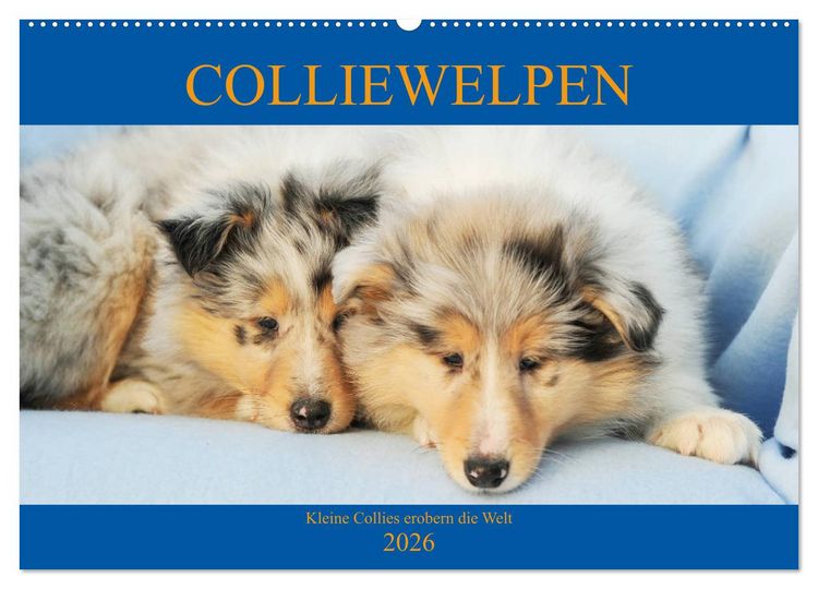 Produktbild: Colliewelpen - kleine Collies erobern die Welt (Wandkalender 2026 DIN A2 quer), CALVENDO Monatskalender