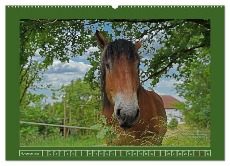 Produktbild: Faszination Rheinisch-Deutsches Kaltblut (Wandkalender 2026 DIN A2 quer), CALVENDO Monatskalender