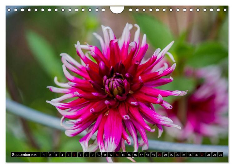 Produktbild: Kleine Blumen ganz gro&szlig; (Wandkalender 2026 DIN A4 quer), CALVENDO Monatskalender