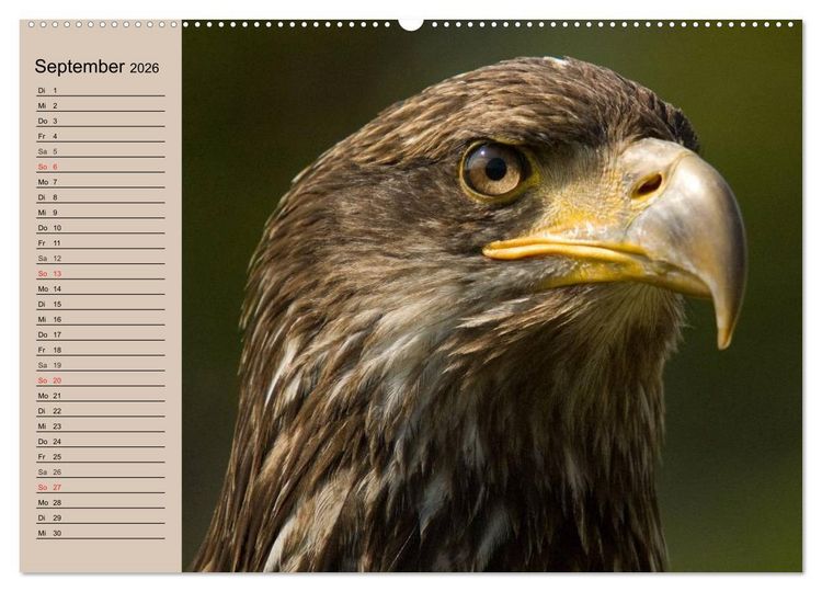 Produktbild: Der Steinadler. Majest&auml;tischer Greifvogel (Wandkalender 2026 DIN A2 quer), CALVENDO Monatskalender