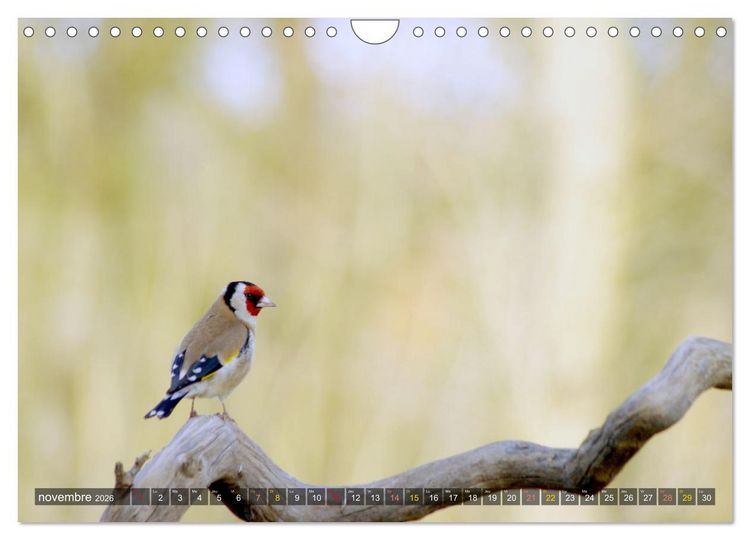 Produktbild: Chardonnerets - Portraits d'une esp&egrave;ce &eacute;blouissante (Calendrier mural 2026 DIN A4 vertical), CALVENDO calendrier mensuel