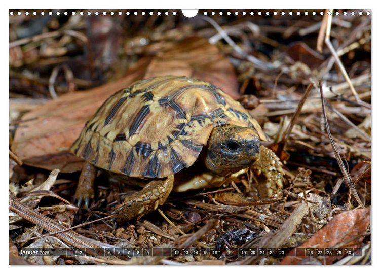 Produktbild: Reptilien auf Madagaskar (Wandkalender 2026 DIN A3 quer), CALVENDO Monatskalender