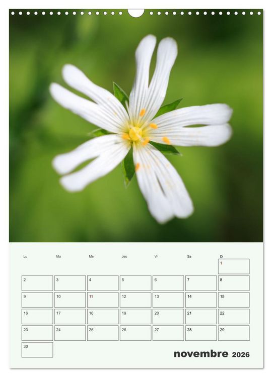 Produktbild: Les fleurs, &eacute;ternelles &eacute;phem&egrave;res (Calendrier mural 2026 DIN A3 horizontal), CALVENDO calendrier mensuel