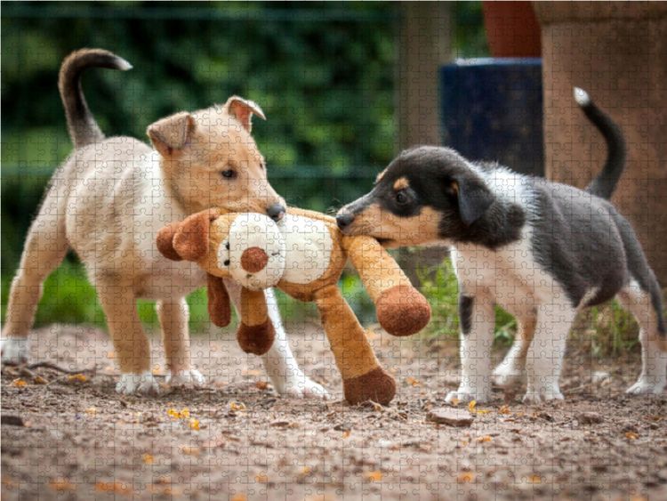 Produktbild: CALVENDO Puzzle Kurzhaarcollie-Welpen 1000 Teile Lege-Gr&ouml;&szlig;e 64 x 48 cm Foto-Puzzle Bild von Laura L&auml;ngsfeld