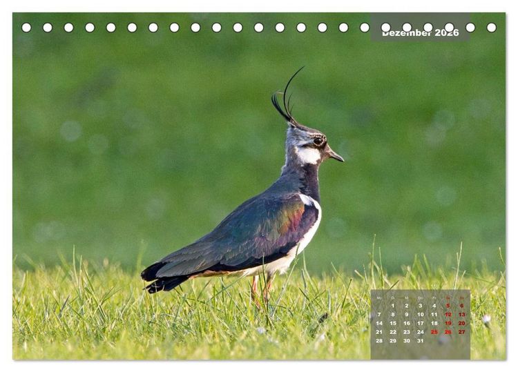 Produktbild: Naturparadies Nordstrand und Beltringharder Koog (Tischkalender 2026 DIN A5 quer), CALVENDO Monatskalender
