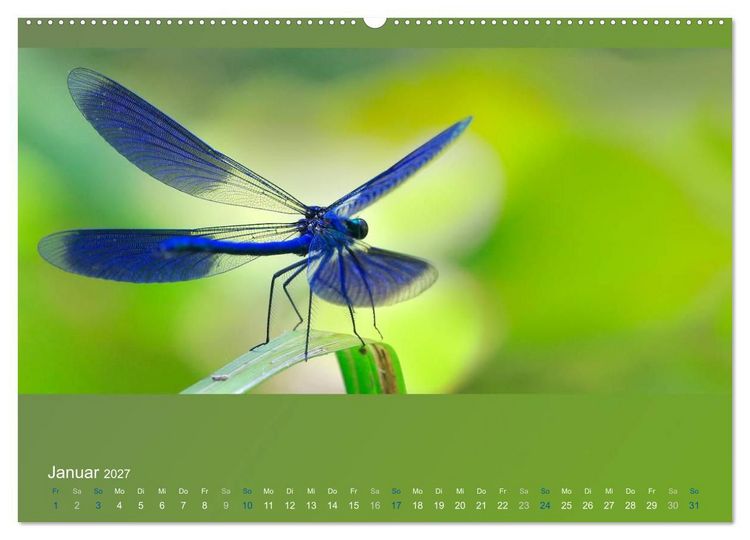 Produktbild: Falter, K&auml;fer und Co.faszinierend, doch extrem gef&auml;hrdet (Wandkalender 2027 DIN A2 quer), CALVENDO Monatskalender