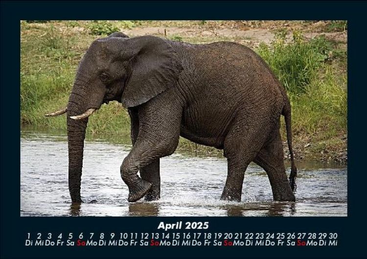 Produktbild: Elefanten - Die sanften Riesen Afrikas 2025 Fotokalender DIN A5