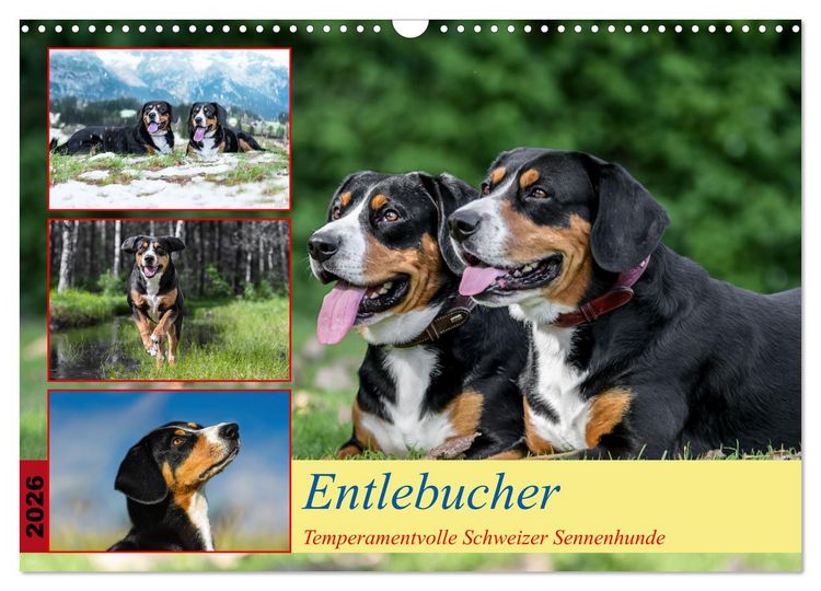 Produktbild: Entlebucher - Temperamentvolle Schweizer Sennenhunde (Wandkalender 2026 DIN A3 quer), CALVENDO Monatskalender