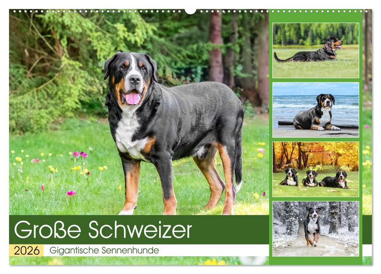Produktbild: Gro&szlig;e Schweizer - Gigantische Sennenhunde (Wandkalender 2026 DIN A2 quer), CALVENDO Monatskalender