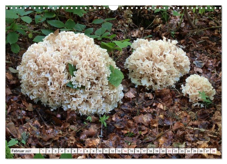 Produktbild: Pilze - tolle Funde (Wandkalender 2027 DIN A3 quer), CALVENDO Monatskalender