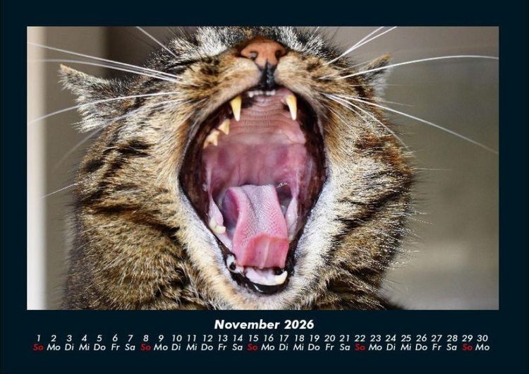 Produktbild: F&uuml;r Katzenfreunde 2026 Fotokalender DIN A4