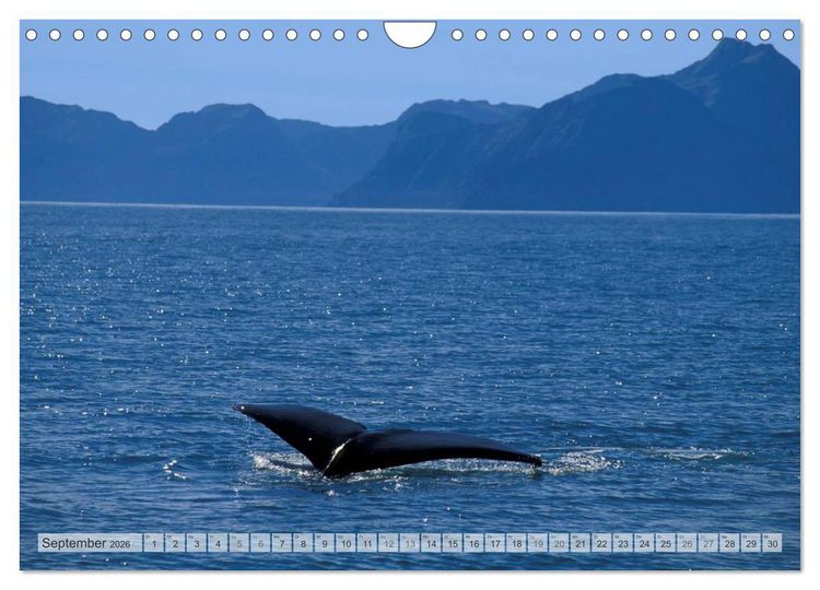 Produktbild: Wildes Alaska Christian Heeb (Wandkalender 2026 DIN A4 quer), CALVENDO Monatskalender