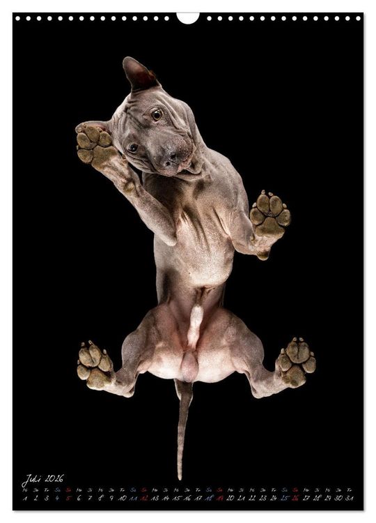 Produktbild: Down Under - Hunde auf der Glasplatte (Wandkalender 2026 DIN A3 hoch), CALVENDO Monatskalender