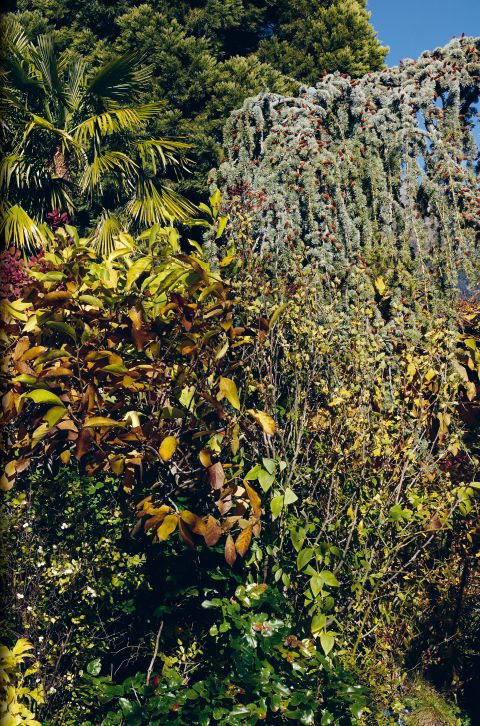 Produktbild: The Order of Things