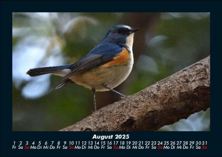 Produktbild: Welt der Tiere 2025 Fotokalender DIN A5