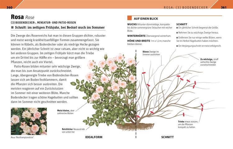 Produktbild: Gartenwissen Pflanzenschnitt