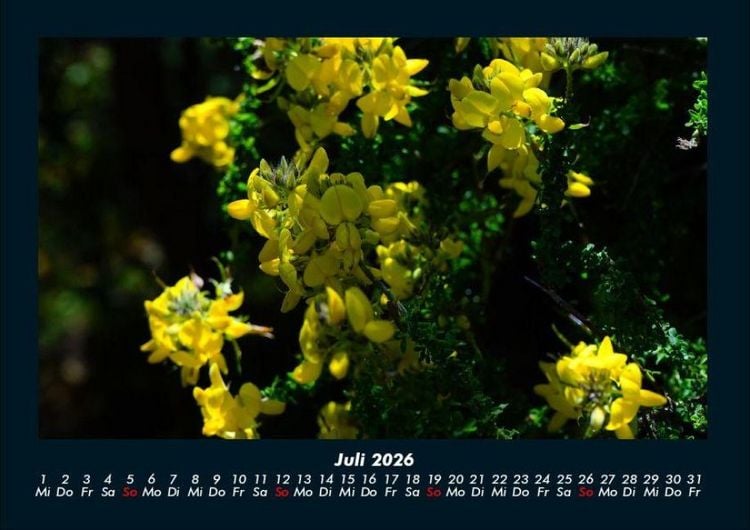Produktbild: Pflanzen und Bl&uuml;ten 2026 Fotokalender DIN A4