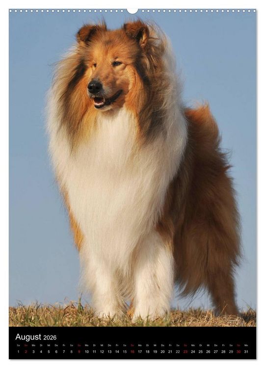Produktbild: Collie 2026 (hochwertiger Premium Wandkalender 2026 DIN A2 hoch), Kunstdruck in Hochglanz