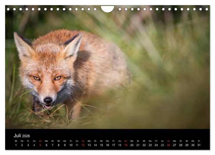 Produktbild: Rotf&uuml;chse (Wandkalender 2026 DIN A4 quer), CALVENDO Monatskalender