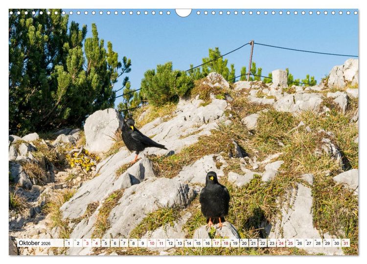 Produktbild: Der Rauschberg (Wandkalender 2026 DIN A3 quer), CALVENDO Monatskalender