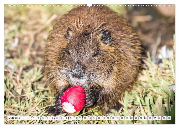 Produktbild: NUTRIA mit Nachwuchs (Wandkalender 2026 DIN A2 quer), CALVENDO Monatskalender