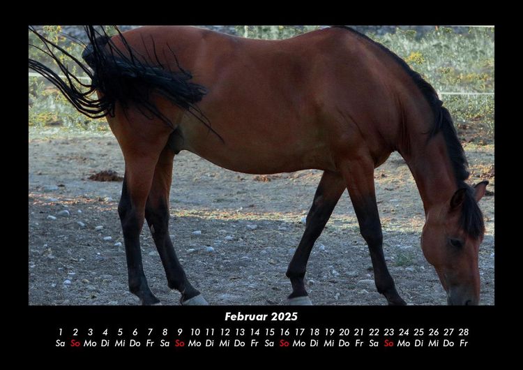 Produktbild: Welt der Pferde 2025 Fotokalender DIN A3