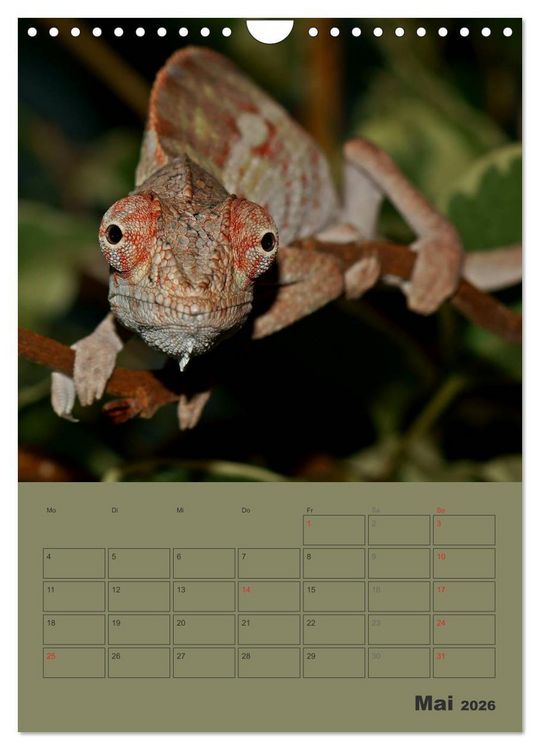Produktbild: Minidrachen - Die kleinen Nachkommen der Urzeitmonster (Wandkalender 2026 DIN A4 hoch), CALVENDO Monatskalender